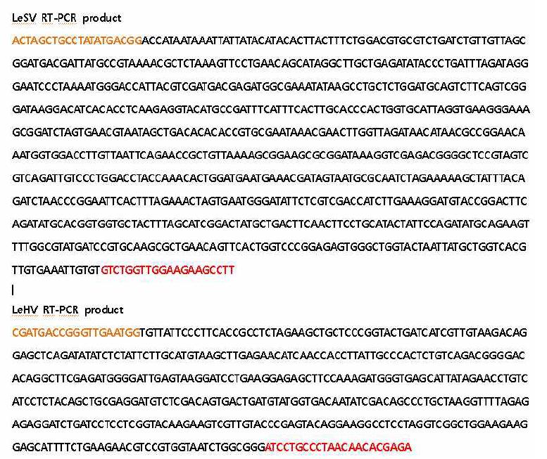 표고버섯에서의 RT-PCR 산물의 염기서열