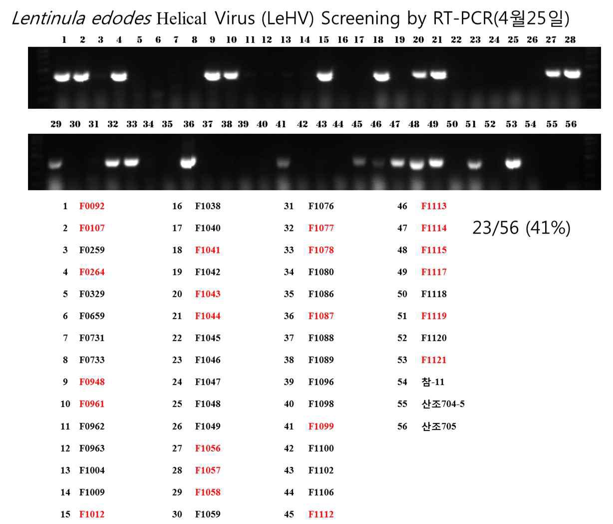 산림버섯 연구소 교배균주 육성용 일핵균주에서의 LeHV LeSV를 검출하기 위한 RT-PCR