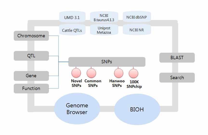한우 유전체 정보 데이터베이스 모식도.
