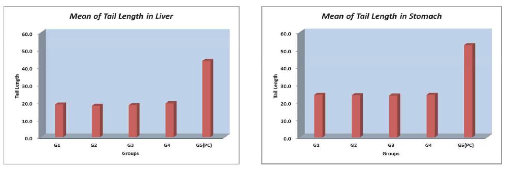 Mean of Tail Length in Liver and Stomach