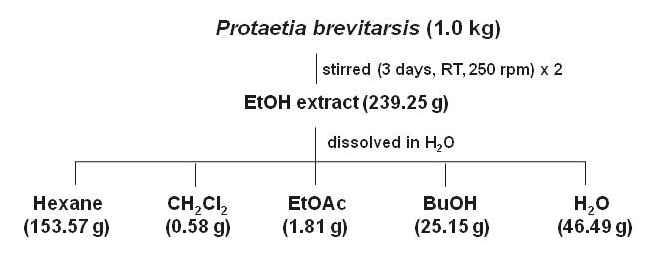 Extraction and fractionation of Protaetia brevitarsis 