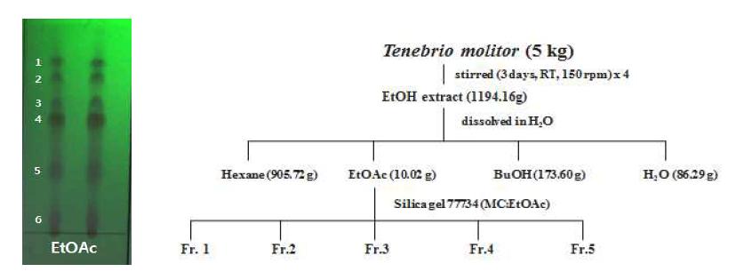Activity-guided isolation scheme of Tenebrio molitor