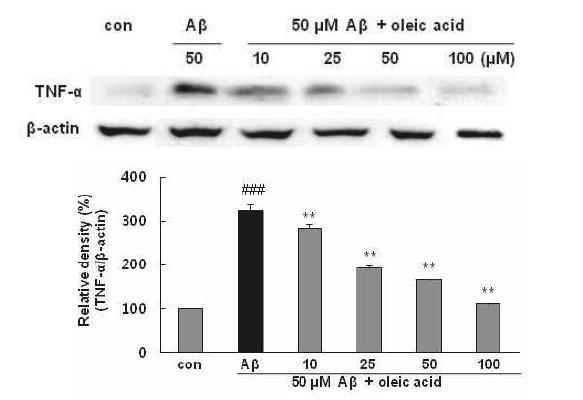 Effects of oleic acid on Aβ25-35-induced TNF-α expression in PC12 cells