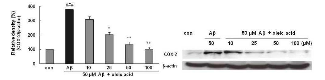 Effects of oleic acid on Aβ25-35-induced COX-2 protein expression in PC12 cells