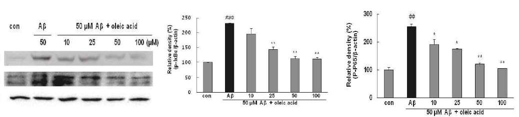 Effects of oleic acid against Aβ25-35-induced NF-κB expression in PC 12 cells