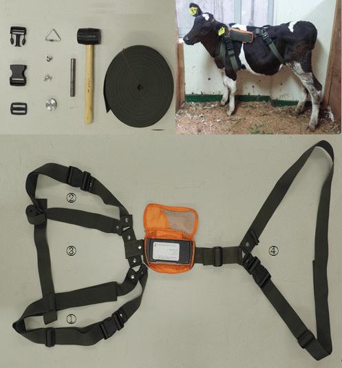 Harness belt for body temperature measurement experiment of Holstein calf. Belt site ①: Left Leg, ②: Right Leg ③: Neck, ④: Abdomen