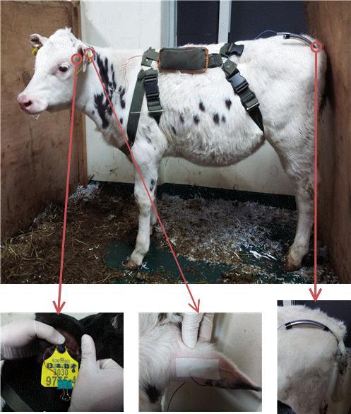 Body temperature measurement sites of Holstein calf