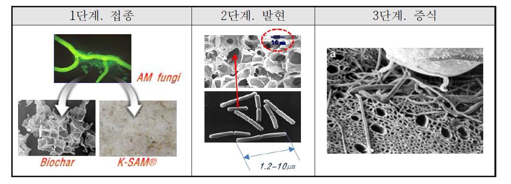 AM fungi 접종, 증식 과정