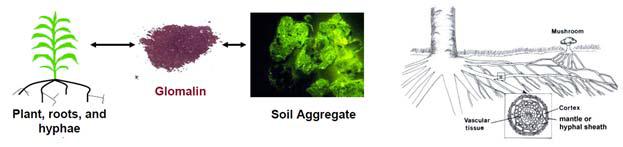 Glomalin에 의한 토양 입단화 과정과 식물-균근균의 공생관계