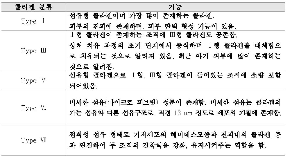 인간에서 발견된 콜라겐의 종류와 그 기능