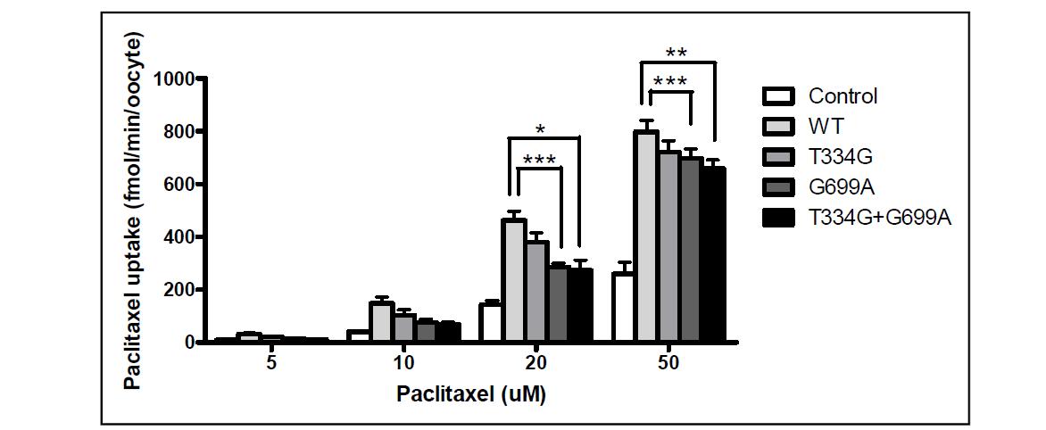 Oocyte를 이용하여 SLCO1B3 polymorphism 에 따른 paclitaxel 수송 능력 비교