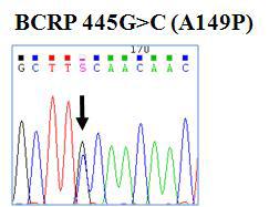 WES 분석을 통해 확보된 신규 아미노산 변이 유전자 BCRP-A149P의 capillary sequencing 분석결과
