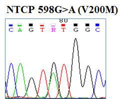 WES 분석을 통해 확보된 신규 아미노산 변이 유전자 NTCP-V200M 의 capillary sequencing 분석결과