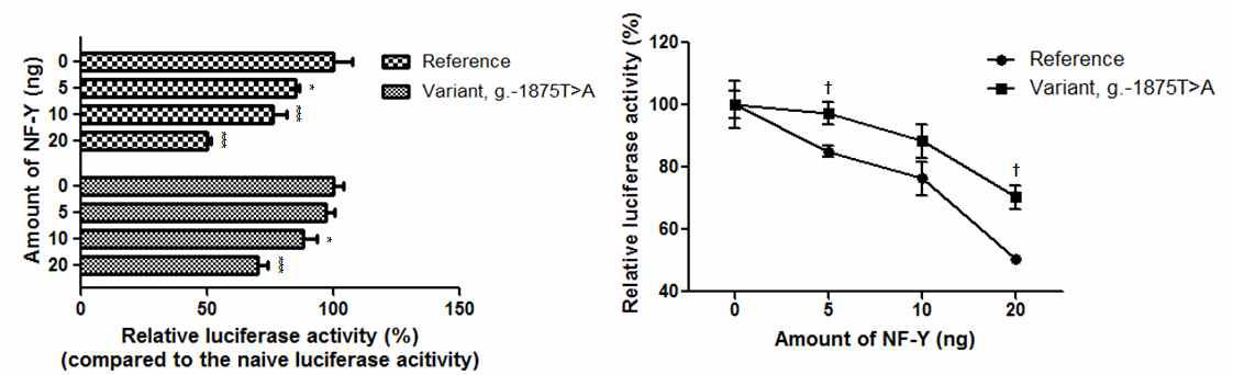 NF-Y가 OCTN1 promoter 활성에 미치는 영향