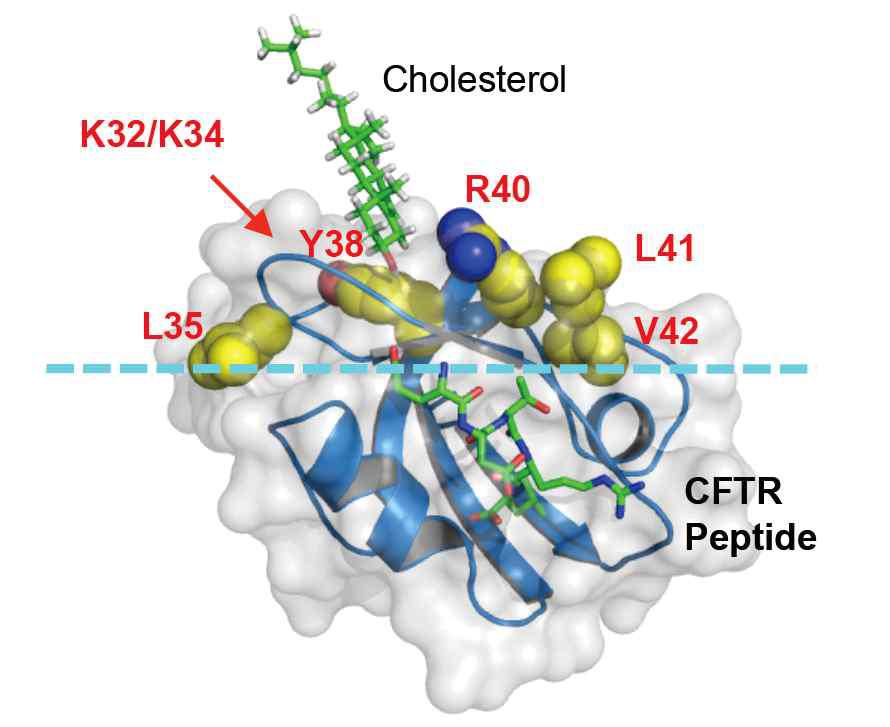 NHERF 단백은 PDZ domain을 통하여 수송단백인 CFTR과 복합체를 이루며, 또한 cholesterol binding domain을 갖고 있어서 전체 단백 복합체를 세포막에 고정시키고 활성을 조절하는 효과가 있다.
