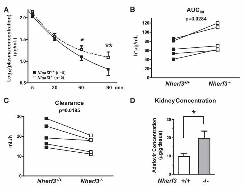 정상쥐와 비교하였을 때 Nherf3 knock-out mice에서 ABCC4에 의해 신배출되는 adefovir의 혈중농도가 더 높으며, 따라서 adefovir 제거율이 통계적으로 의미있게 낮아진다.
