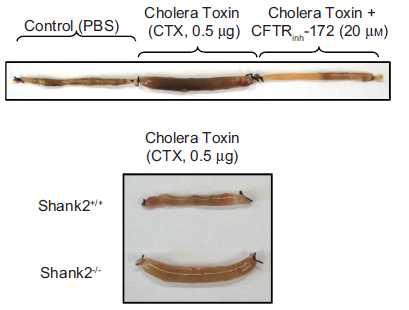 cholera toxin을 장내에 주사하였을 때 Shank2 knout-out mice에서 정상쥐 보다 체액이 과분비 된다.