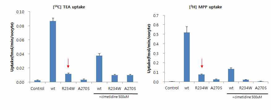 북방산 개구리 알세포 시스템을 이용한 OCT2 유전자의 야생형과 신규 변이형 OCT2-R234W 대한 대표기질의 수송활성 평가