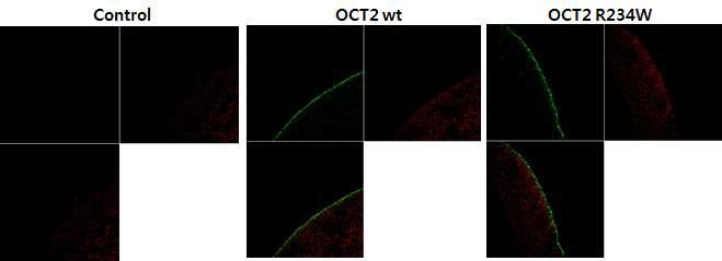 OCT2 유전자의 야생형과 신규 변이형 OCT2-R234W 에 대한 알세포의 세포막 단백발현 결과