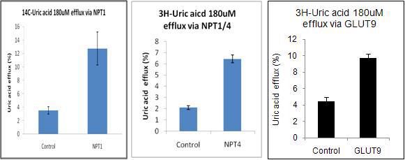 NPT1, NPT4, GLUT9의 대표 기질인 uric aicd 180uM 에 대한 수송능 확인결과