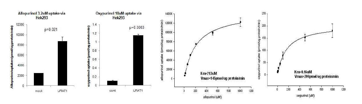 allopurinol 과 oxypurinol 의 URAT1 수송계 에 대한 기질성 평가