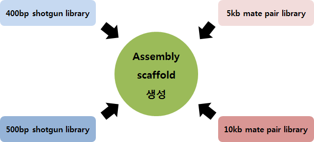 진균 3종에 대한 완성도 높은 고밀도 염기서열분석 전략