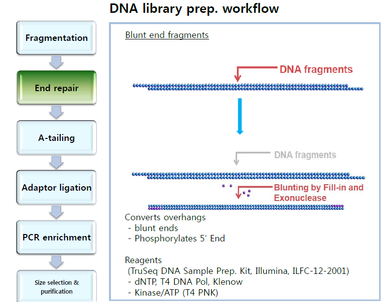 DNA 단편 말단 blunt end