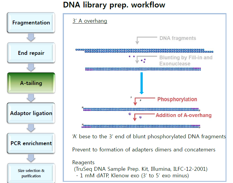 Adaptor ligation을 위한 blunted end DNA 말단 A-tailing