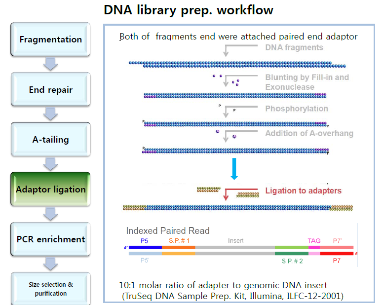 Illumina Hiseq 2500 platform을 이용한 염기서열분석용 adaptor ligation