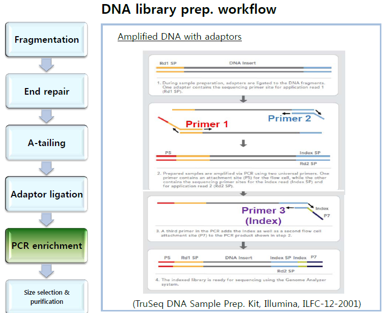 Adaptor ligated library 분리를 위한 PCR