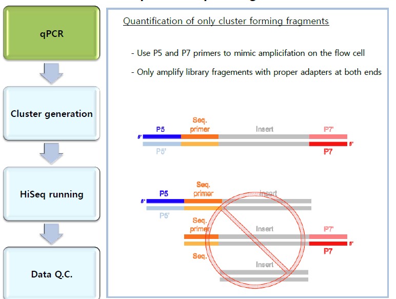 Library 분자량 측정을 위한 real time PCR 원리