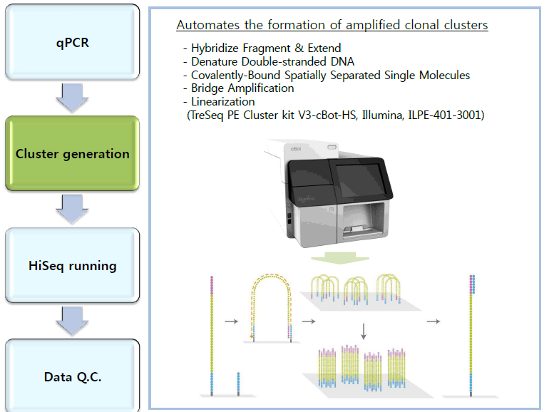 염기서열분석을 위한 cluster 생성 모식도