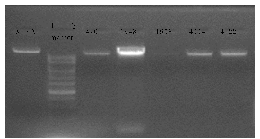 5종 버섯 genomic DNA 추출결과