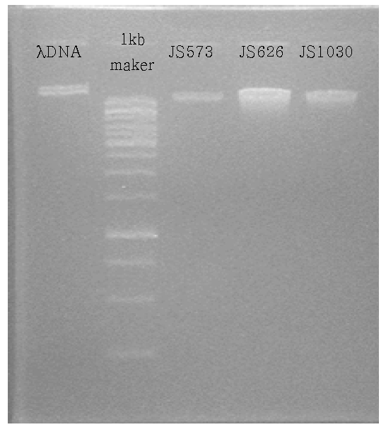 곰팡이 genomic DNA 추출결과