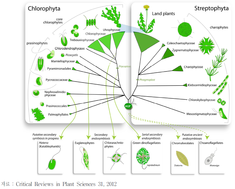 미세조류(microalgae)의 분류