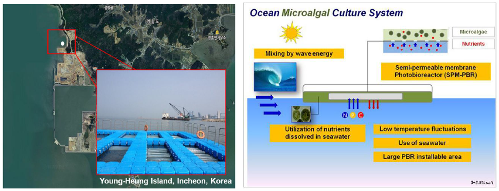 인천 영흥도의 미세조류 광반응기 배양기술