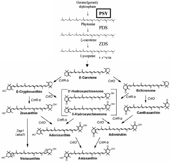 Carotenoid biosynthetic pathway of astaxanthin in H.pluvialis