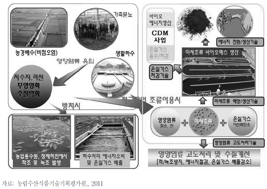 미세조류의 토양개량제, 폐수처리 및 환경정화 응용분야