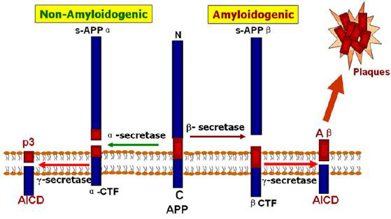 아밀로이드 전구 단백질 APP로부터 α-, β-, γ-secretase의 효소적 반응에 의한 베타-아밀로이드 생성조절 과정