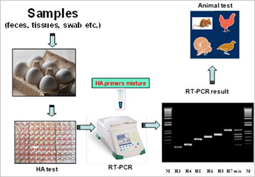 RT-PCR 방법을 이용한 조류독감 바이러스 검출 및 동정과정