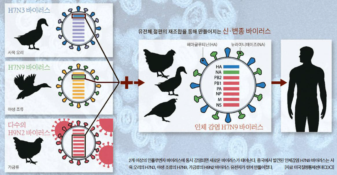 유전체 절편의 재조합을 통해 만들어지는 신·변종 바이러스