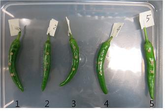탄저병균이 배양된 PDA BLOCK을 고추 과실의 표면에 3개씩 부착
