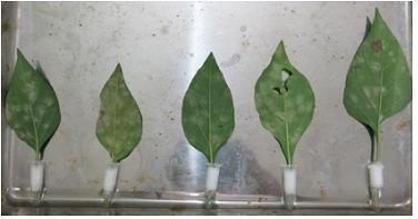 흰가루병이 걸린 고추잎을 채집하여 잎자루를 증류수가 들어있는 E-TUBE에 넣어준 모습.