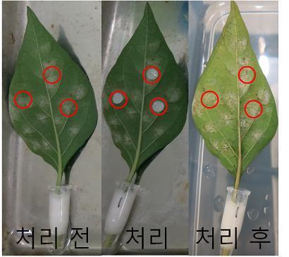 NEGATIVE CONTROL에서의 방제 효과, 처리 전과 처리 후 비교 시, PAPER DISK를 부착했던 모든 부위에 흰가루병이 보임.