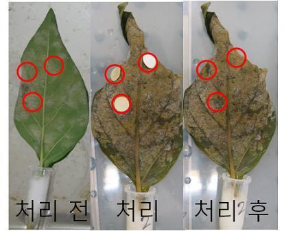 POSITIVE CONTROL에서의 방제 효과, 처리 전과 처리 후 비교 시, PAPER DISK를 부착했던 모든 부위에 흰가루병이 보이지 않음.