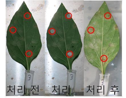 복합물 1에서의 방제 효과, 처리 전과 후 비교 시, PAPER DISK를 부착했던 부위 중 맨 아래 부분의 것을 제외하고는 흰가루병이 보이지 않음, 67% 방제.