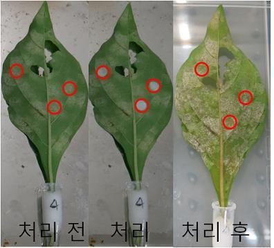 복합물 2에서의 방제 효과, 처리 전과 후 비교 시, PAPER DISK를 부착했던 부위 중 맨 아래 부분의 것을 제외하고는 모두 흰가루병이 보임, 33% 방제.