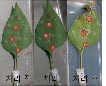 복합물 3에서의 방제 효과, 처리 전과 후 비교 시, PAPER DISK를 부착했던 부위 중 가운데 부분의 것을 제외하고는 모두 흰가루병이 보임, 33% 방제.