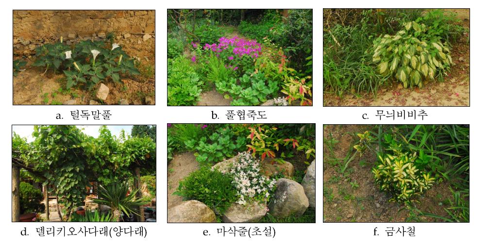 한개마을 정원의 관상외래식물 경관