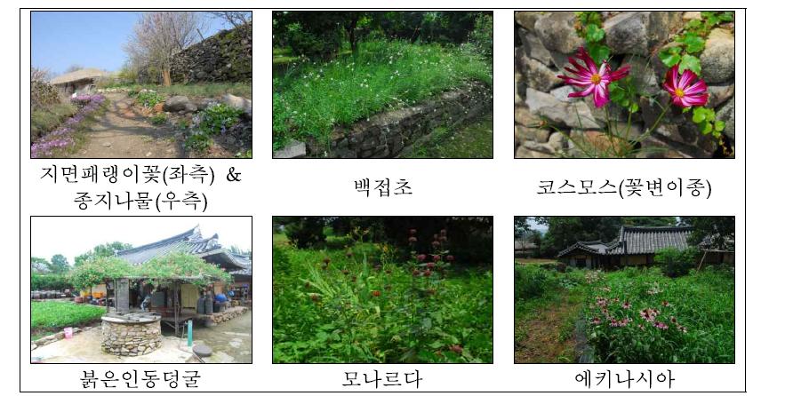 정원 내 식재된 관상외래식물